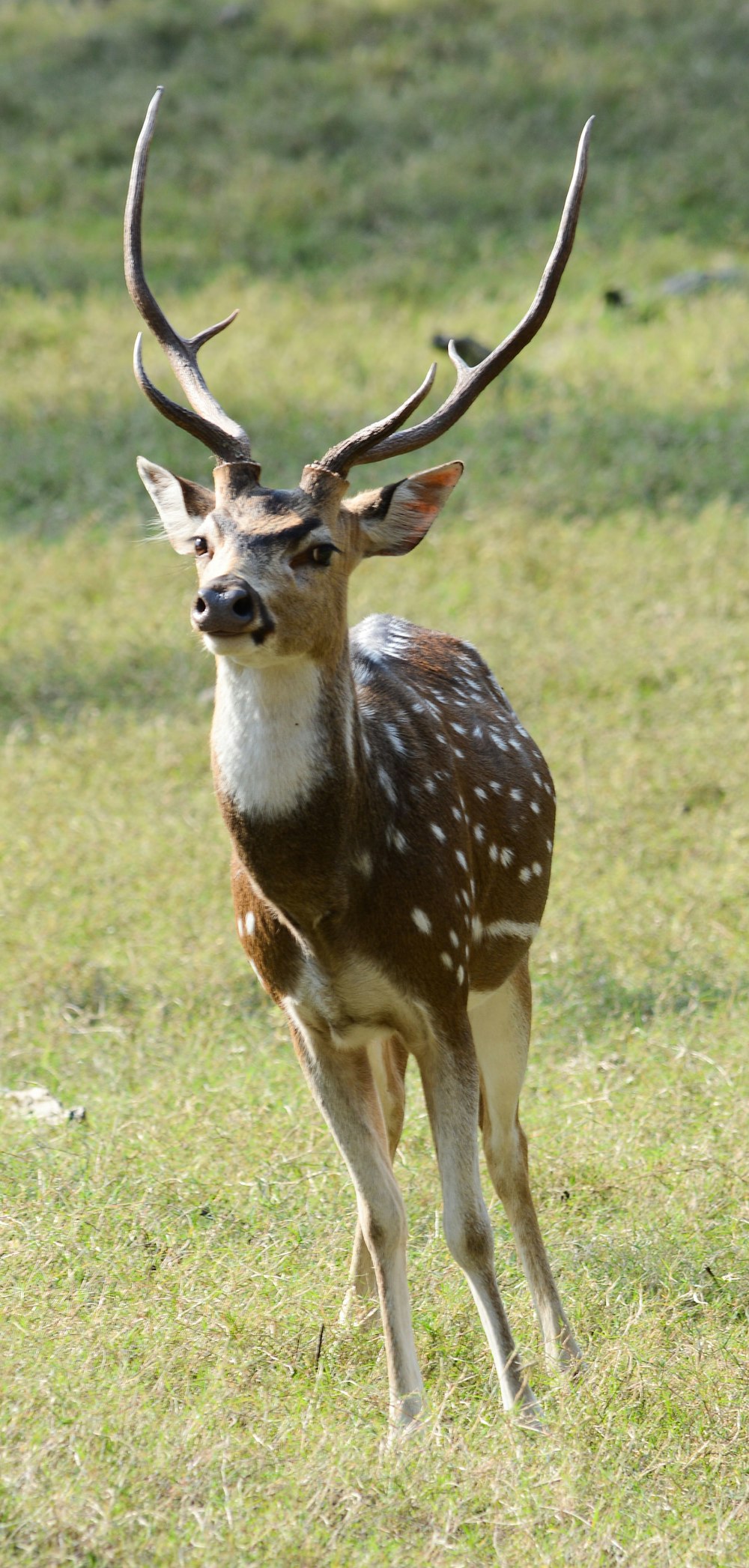 a deer standing on top of a lush green field