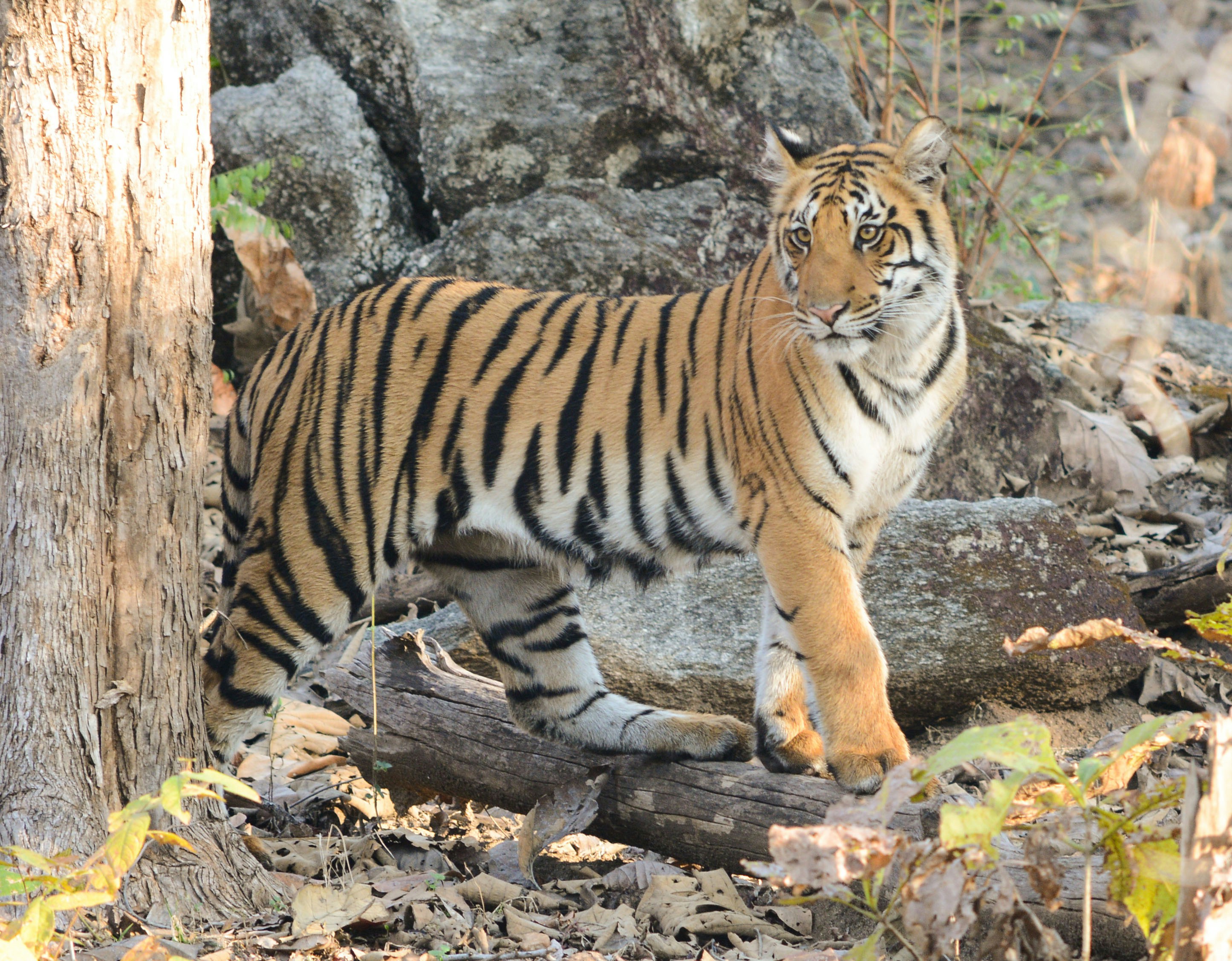 Photo by pradnyamungi