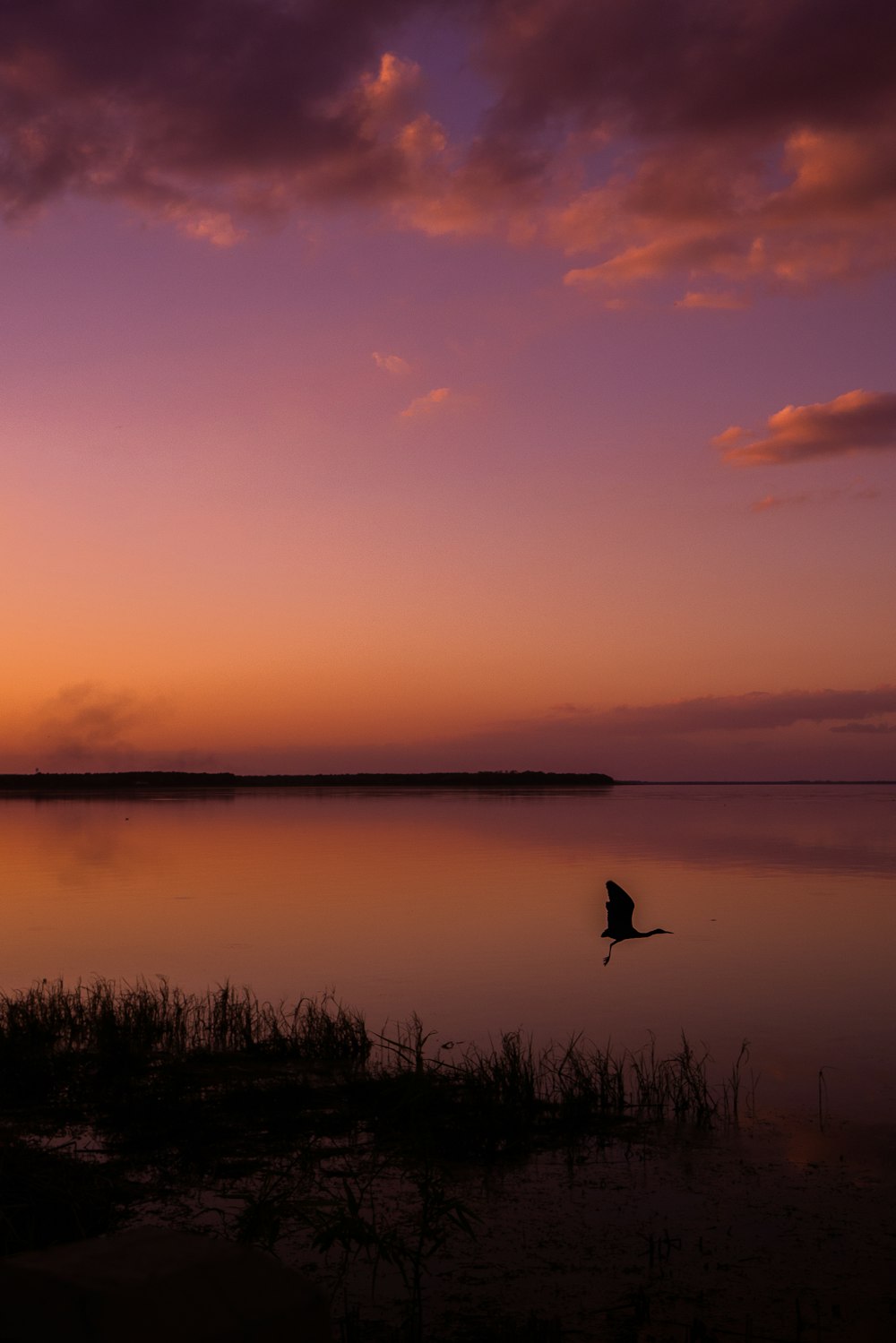 a bird flying over a body of water at sunset