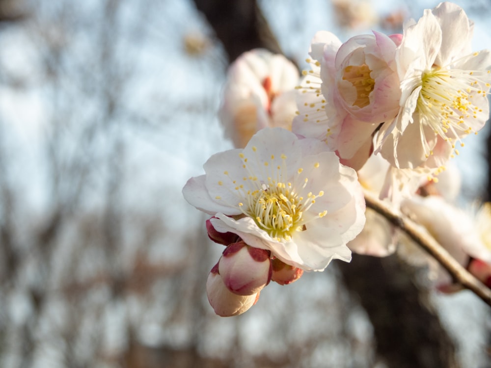 a close up of a flower on a tree