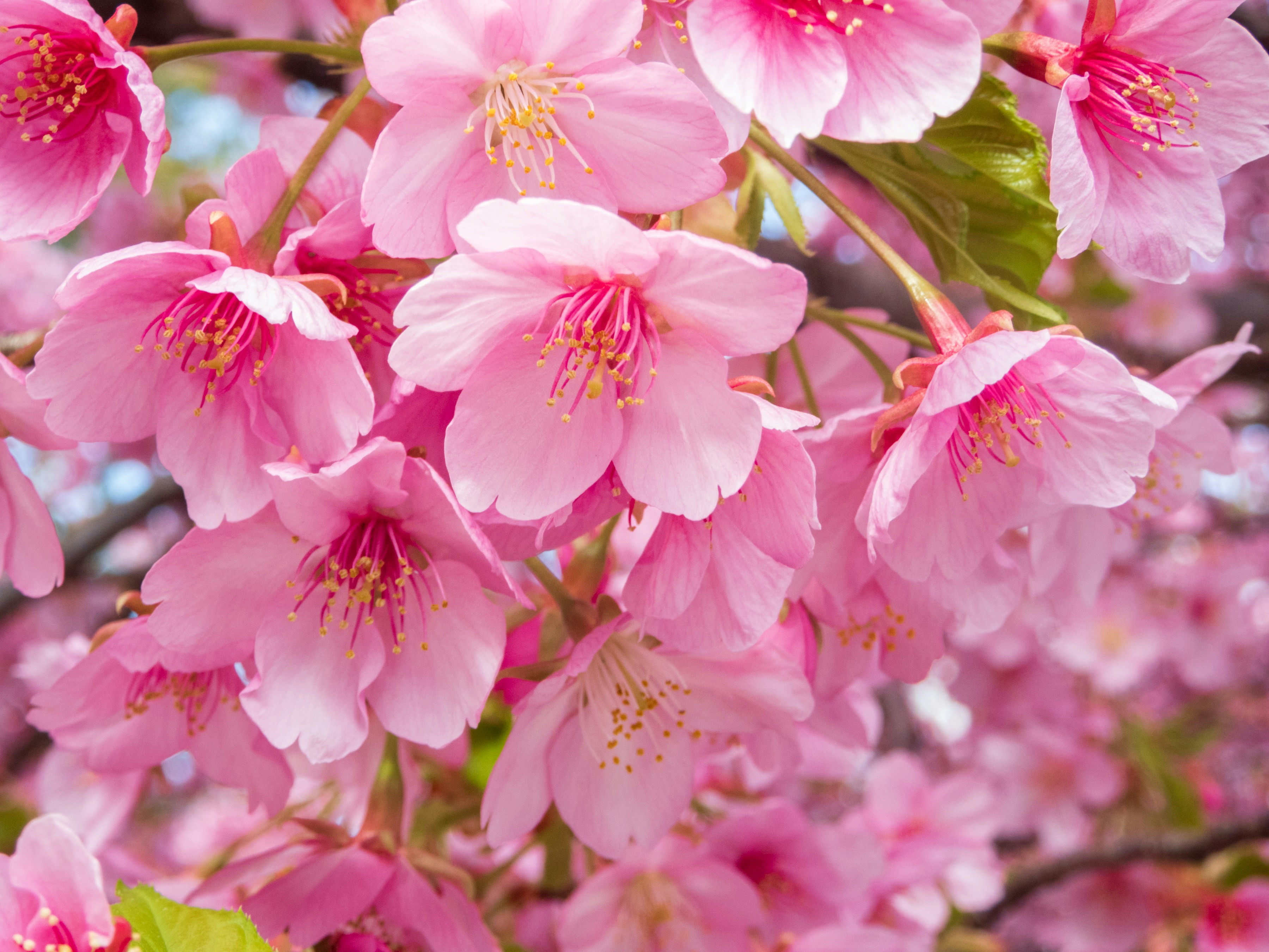 Photo by heppoko_yama