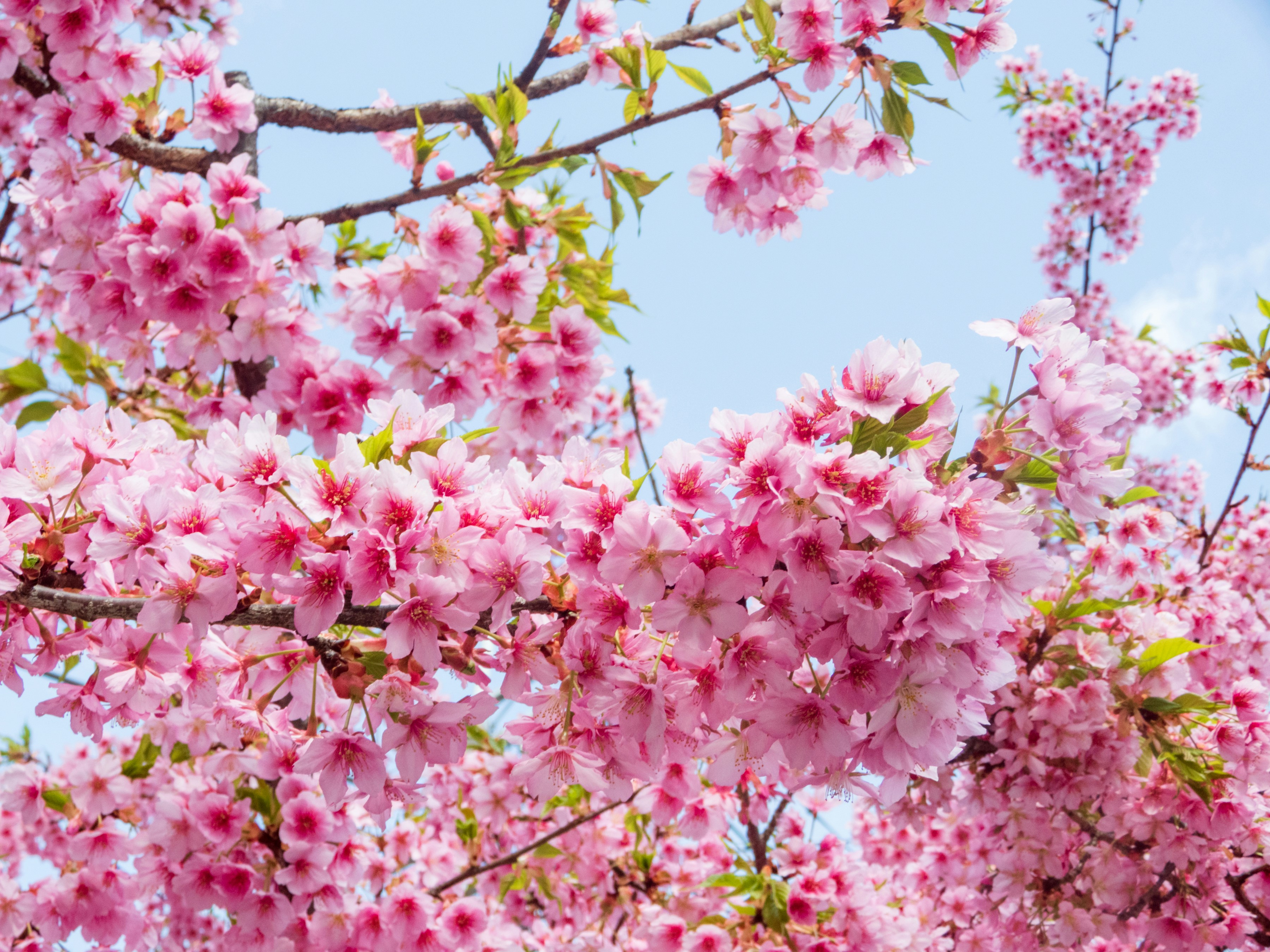 Photo by heppoko_yama