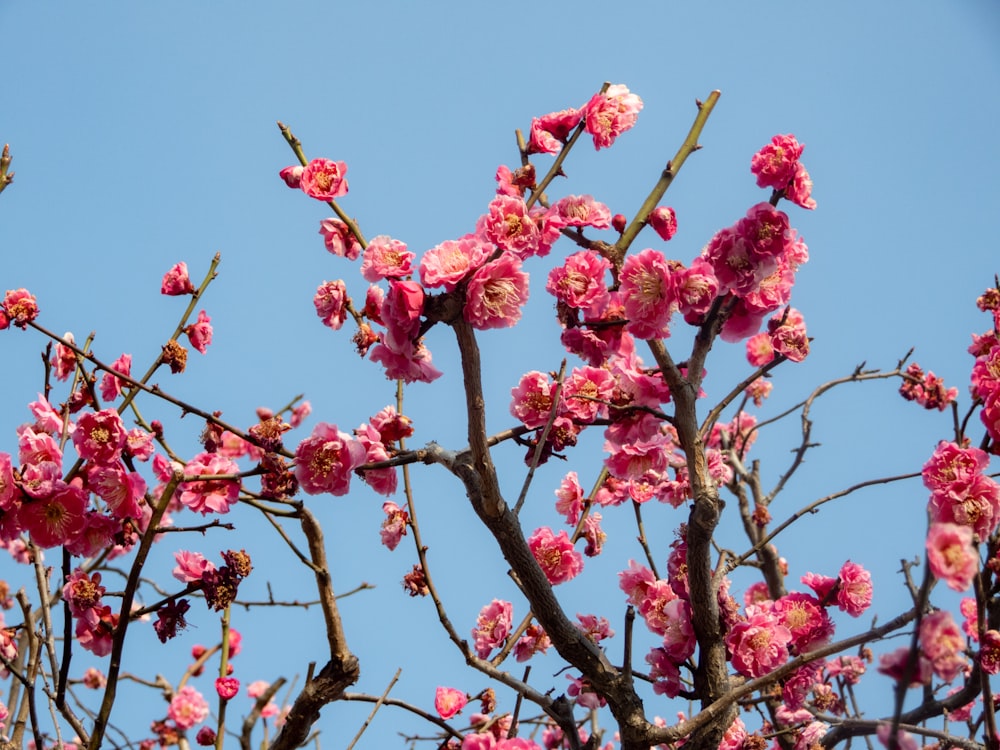 pink flowers are blooming on a tree