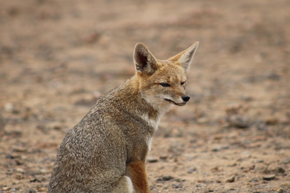 a small brown fox sitting on top of a dirt field
