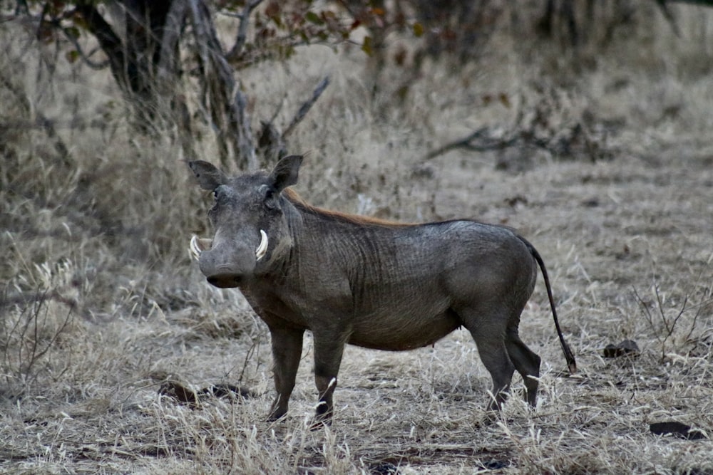 a warthog standing in a dry grass field