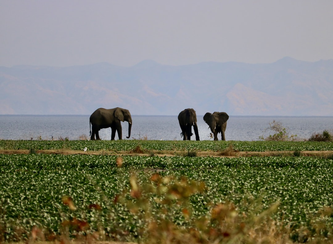 a group of elephants walking across a lush green field, Earth Giants