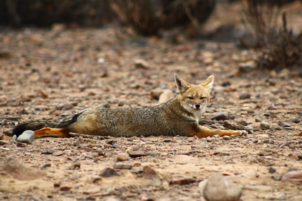 Un pequeño animal acostado en la parte superior de un campo de tierra