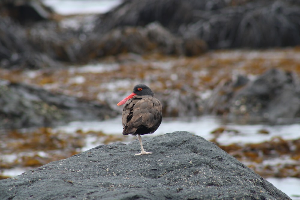 a bird is standing on a rock by the water