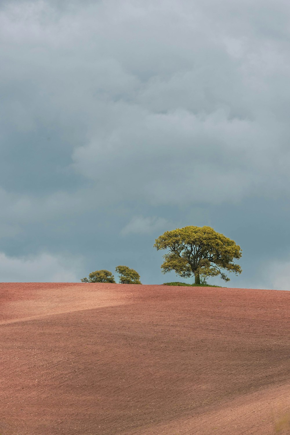 a lone tree stands in the middle of a field