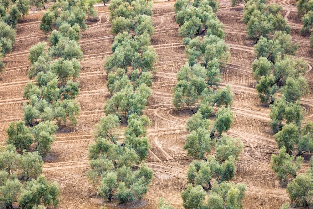 an aerial view of a field with many trees