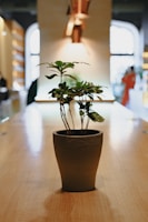 A small green plant in a plain brown pot sits prominently on a wooden table. The background is softly lit with warm tones, creating a cozy atmosphere in what appears to be an indoor space with modern decor elements including lighting fixtures and windows.