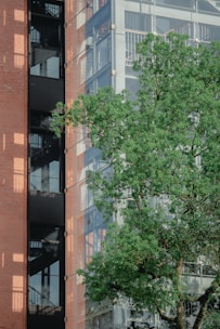 A modern building with a brick exterior and large glass windows reflecting the surrounding environment. A prominent green tree is in the foreground, providing a natural contrast to the structure's sleek design. An external stairway is visible through the glass windows.