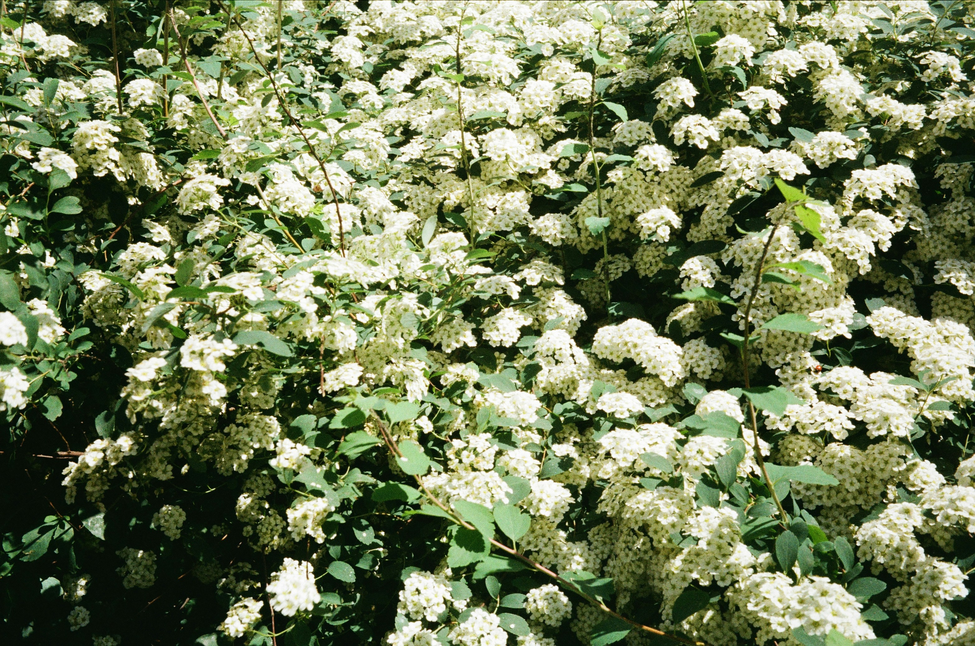 Photo by mikhail_volkov