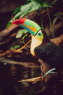 a colorful toucan sitting on a branch in the water