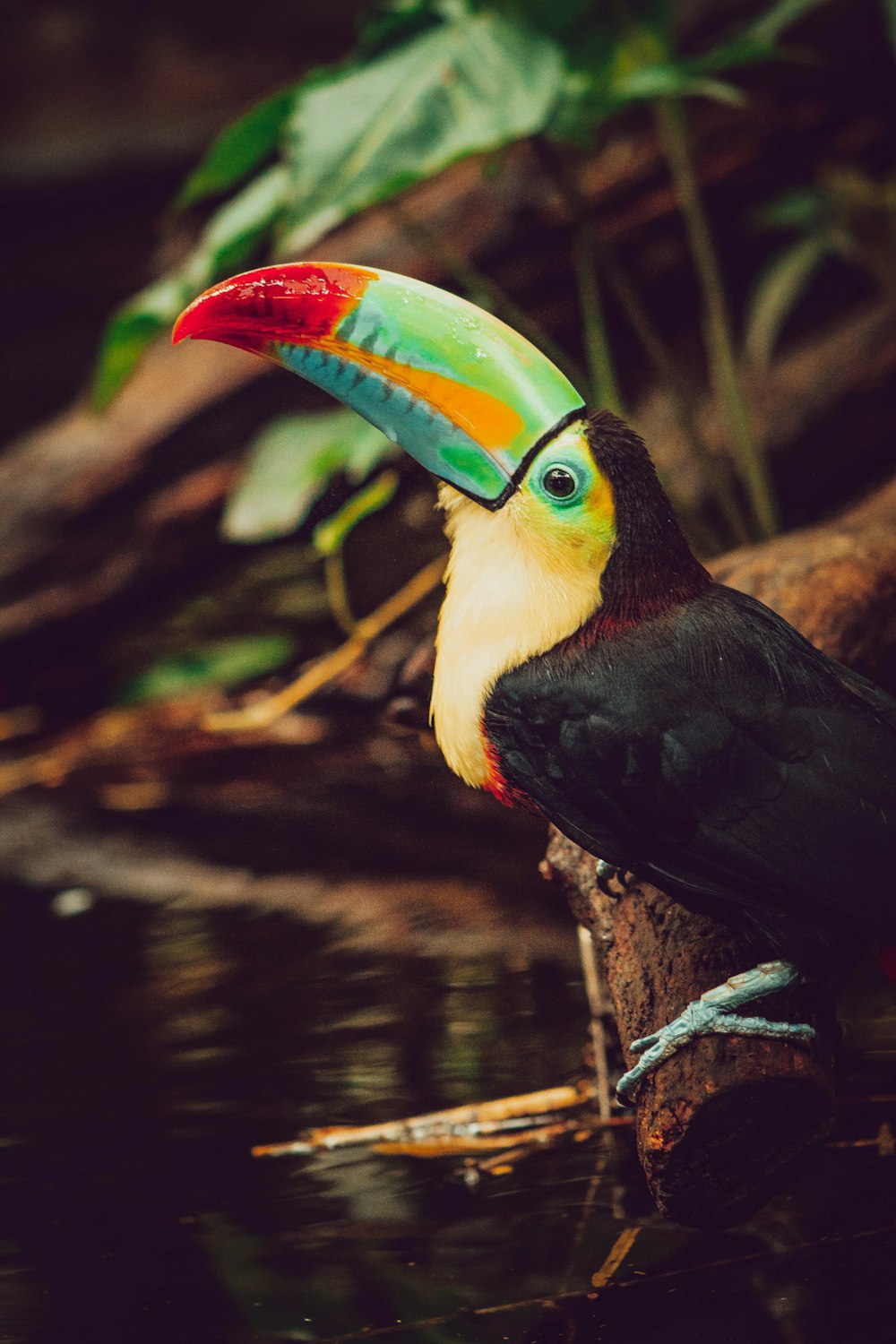 a colorful toucan sitting on a branch in the water