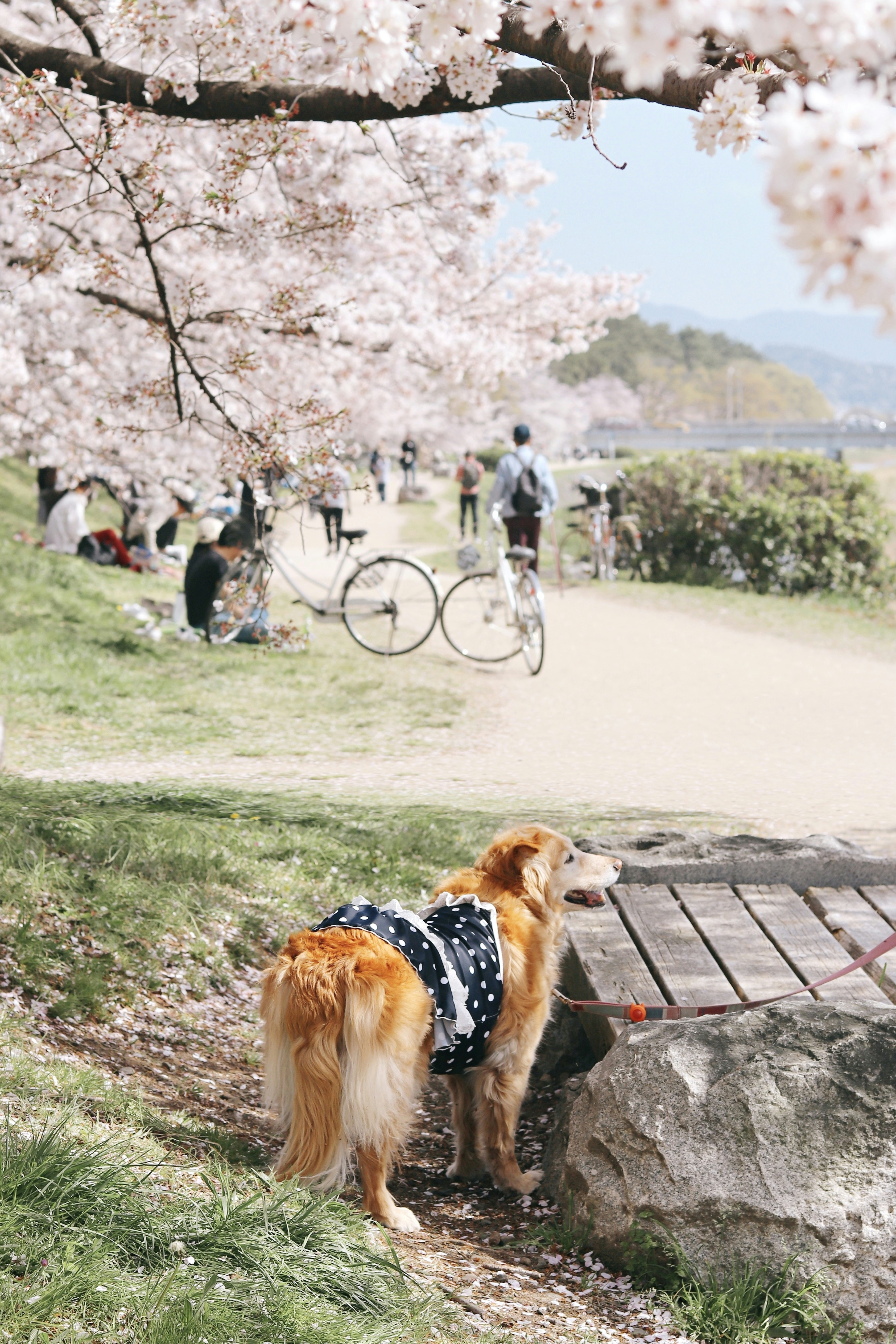 a dog wearing a vest standing under a tree