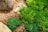 A lush cluster of green succulents grows on a bed of small, reddish-brown pebbles. The vibrant green leaves, arranged in rosettes, contrast with the dry, rocky ground. Several large stones are scattered throughout the area, adding texture and variation to the natural landscape.
