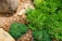 A lush cluster of green succulents grows on a bed of small, reddish-brown pebbles. The vibrant green leaves, arranged in rosettes, contrast with the dry, rocky ground. Several large stones are scattered throughout the area, adding texture and variation to the natural landscape.