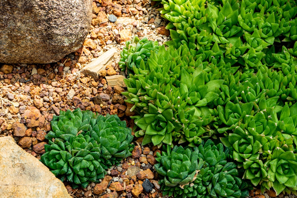 a close up of a plant with rocks in the background
