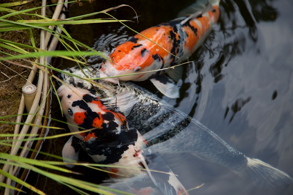 two orange and black koi fish swimming in a pond