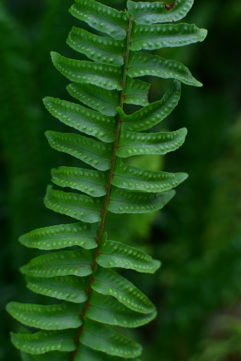 a close up of a green plant with lots of leaves