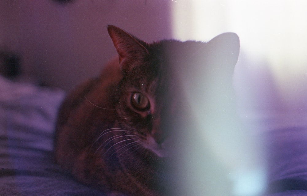 a cat laying on a bed looking at the camera