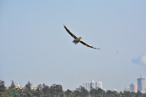 A whimsical illustration of a bird soaring above city rooftops, symbolizing freedom