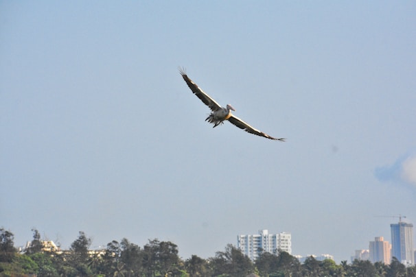 An eagle soaring above a cityscape showing security cameras and smart locks integrated into buildings.