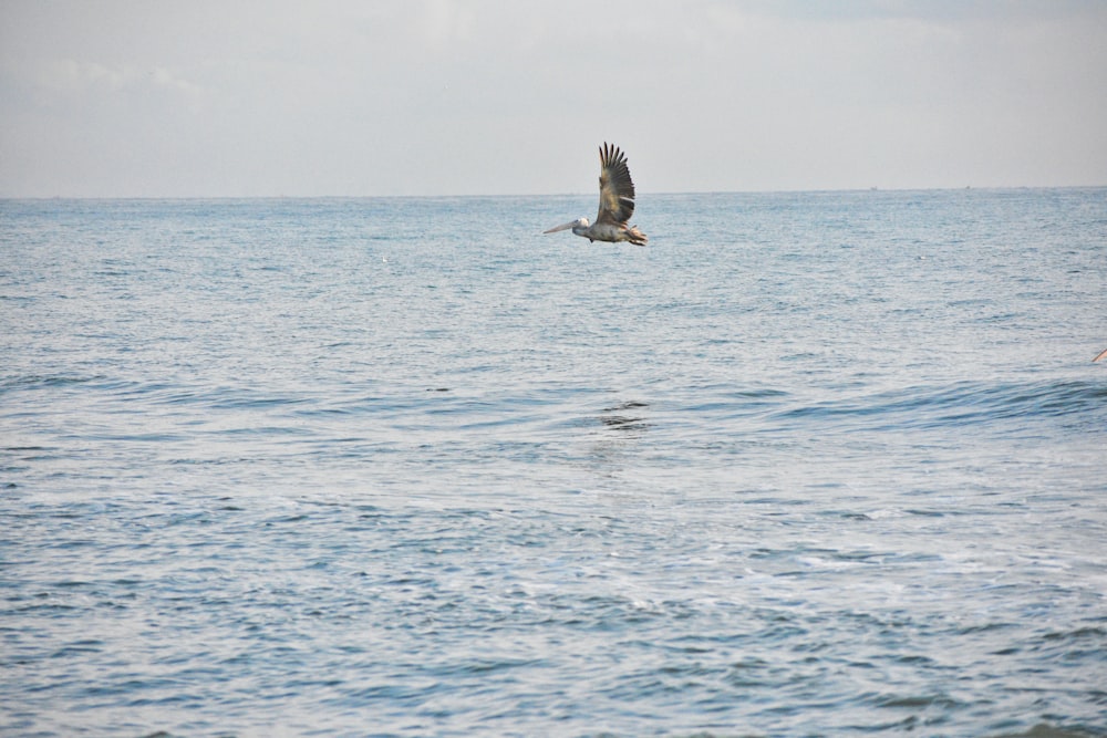 a large bird flying over a body of water