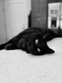 a cat lying on the worktop