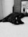 a cat lying on the ground