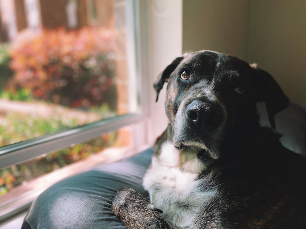 a dog looking at the camera