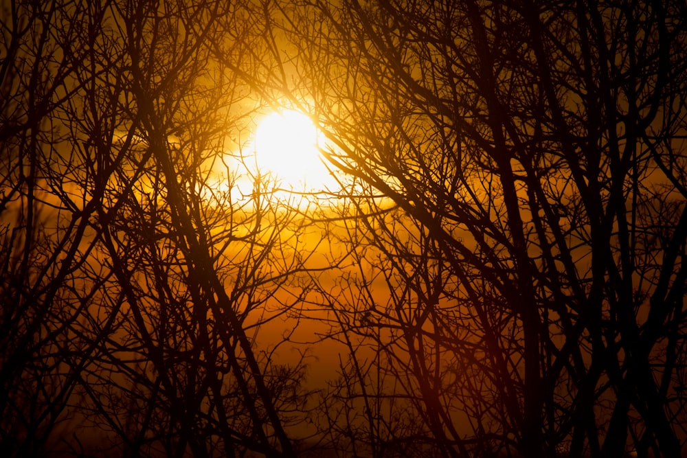 the sun is shining through the branches of trees