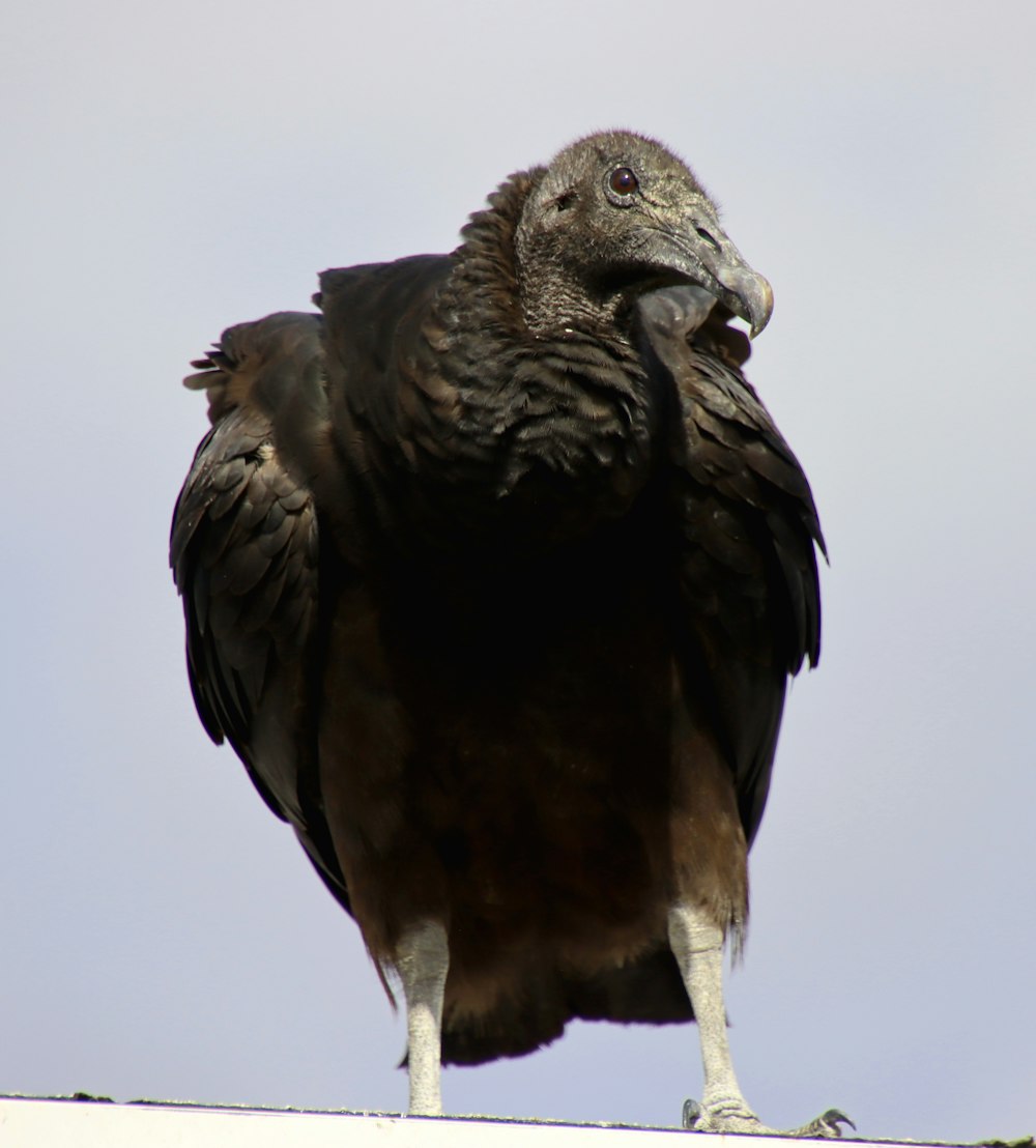 a large bird standing on top of a roof