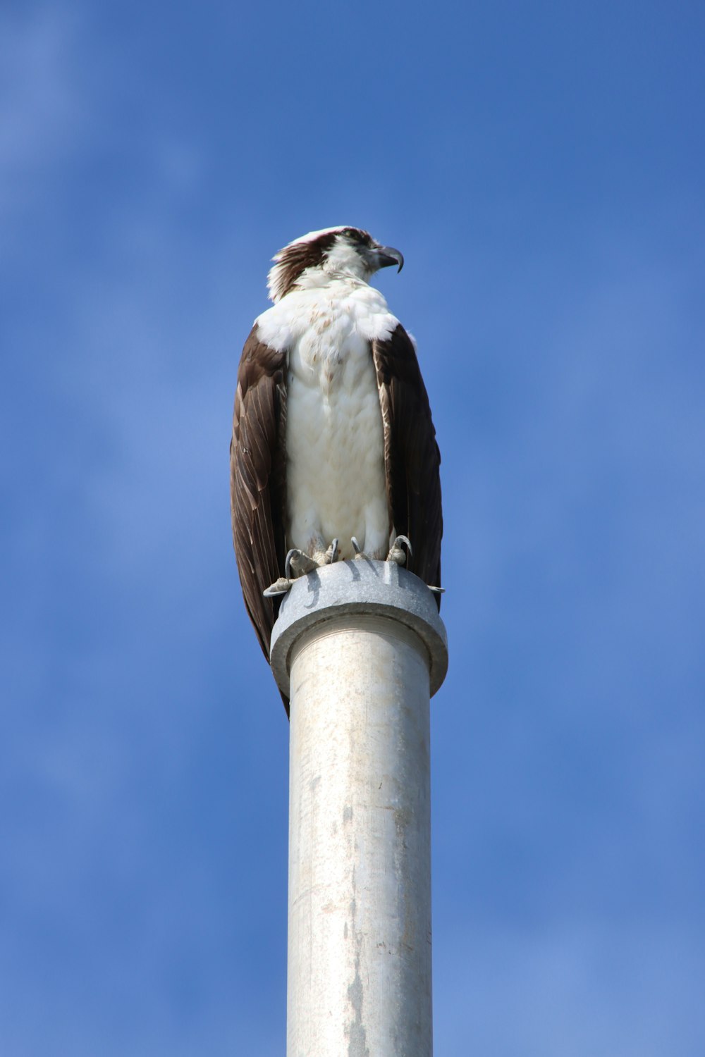 a brown and white bird sitting on top of a pole