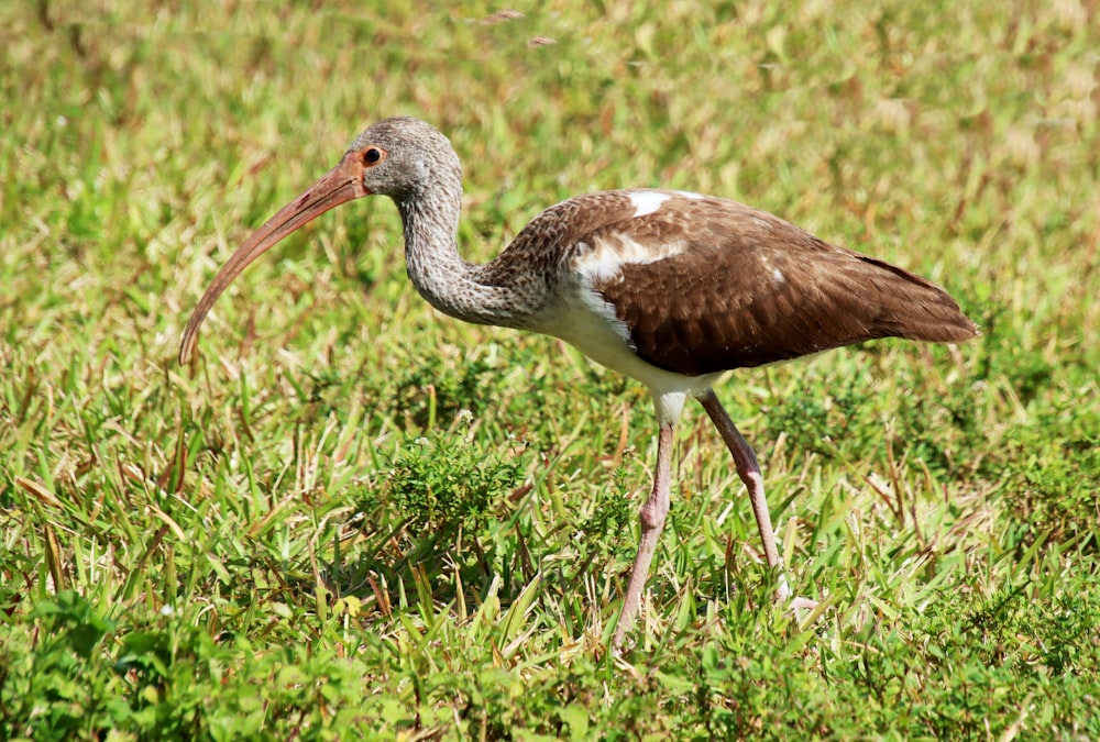 a bird with a long beak standing in the grass