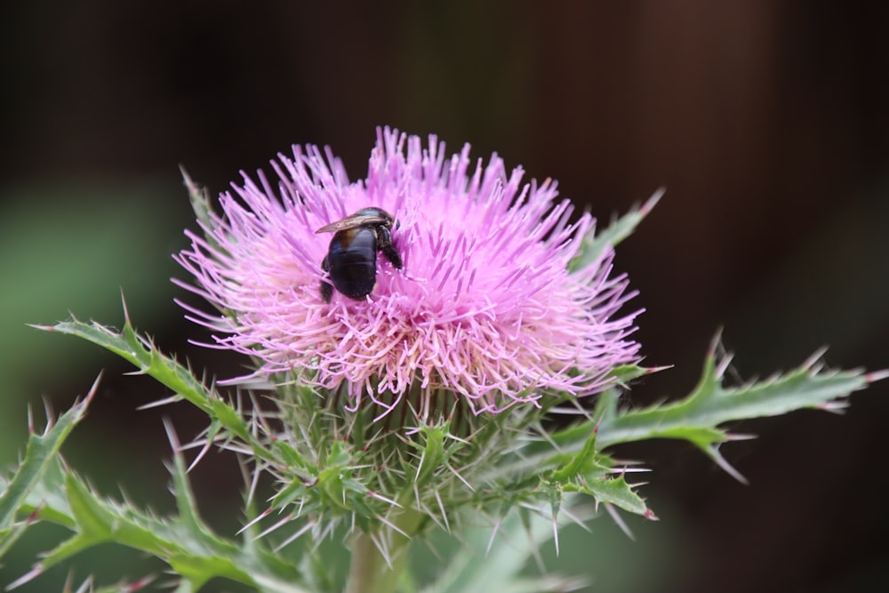 a close up of a flower with a bee on it