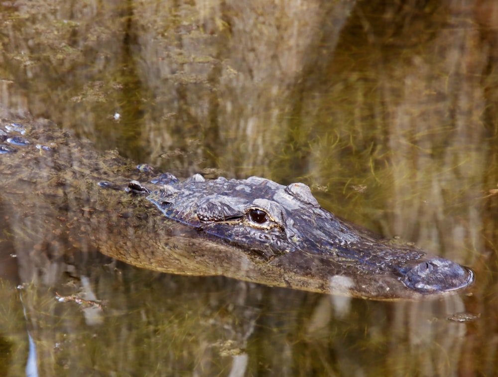 a close up of an alligator's head in the water