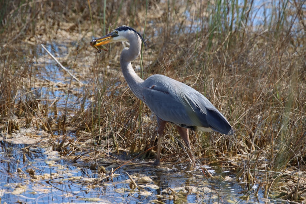 a bird with a long neck standing in the water