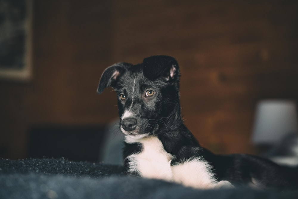 a black and white dog laying on top of a bed