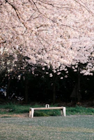A serene park bench under blooming cherry blossom trees, perfect for reading and reflection.