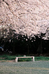 A quiet park bench under blooming trees, perfect for reflection.