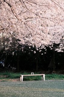 Two strangers sharing a quiet conversation on a wooden bench beneath blooming cherry blossoms.