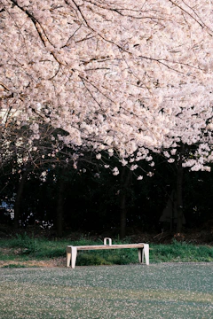 A quiet park bench under blooming trees, perfect for reflection.