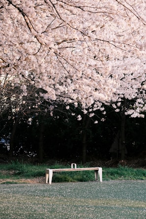 A peaceful park bench under blooming trees, perfect for reading and reflection.