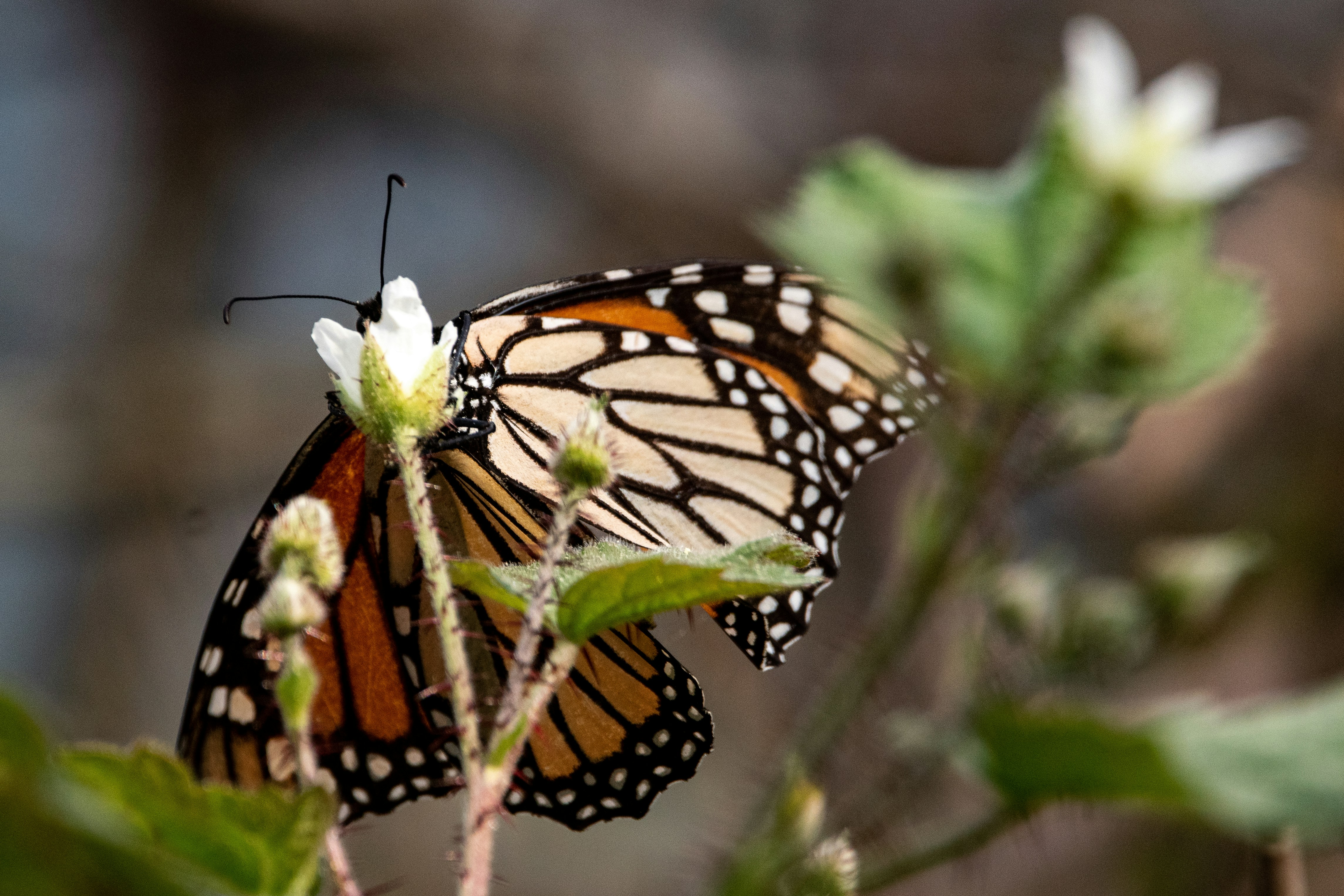 Photo by elisastonephotography