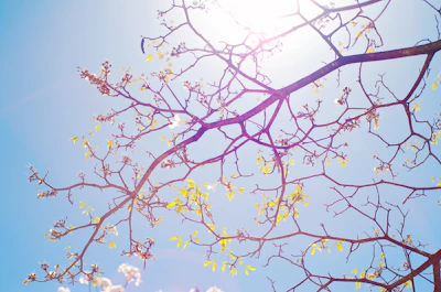 Gentle morning sunlight streaming through leafy branches, symbolizing hope and renewal.