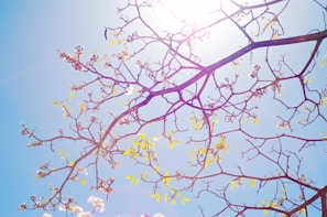 Sunlight filtering through blossoming fruit trees in early spring.
