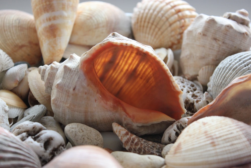 a close up of sea shells on a beach