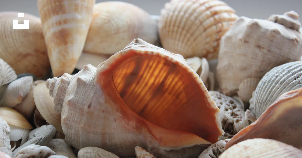 A close up of sea shells on a beach photo – Free Brown Image on Unsplash